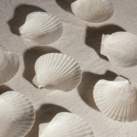 Lot of Nine Seashells